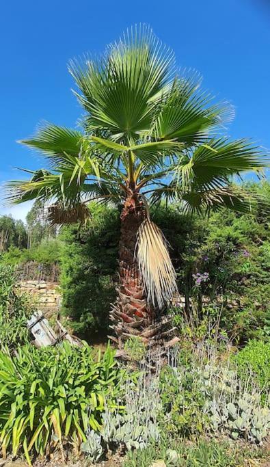 Quinta Flores Ferreira do Zêzere Buitenkant foto